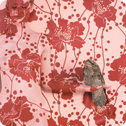 Wallpaper Tawny Frogmouth - 120x90cm - 80x62cm